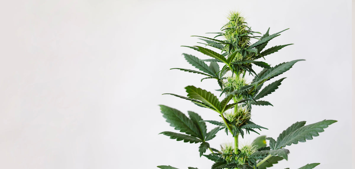 Cannabinol (CBN)