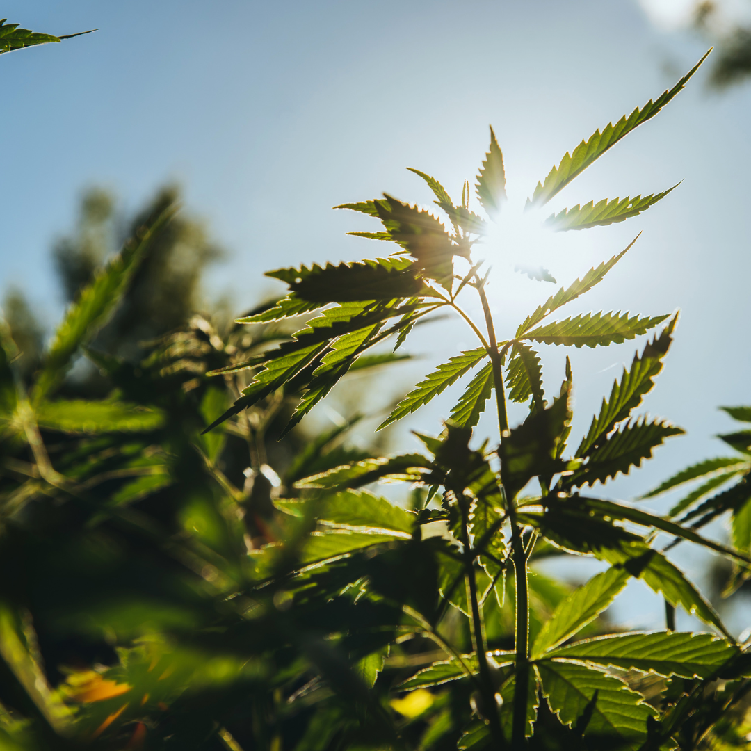 Cannabidiol (CBD)