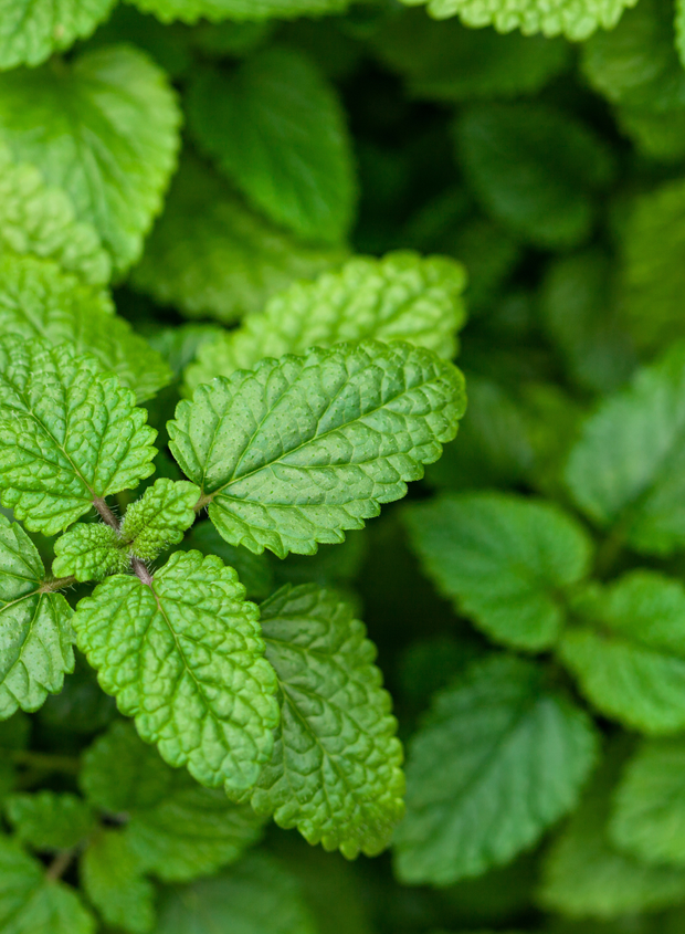 Good Organics intentional ingredients Nothing extra