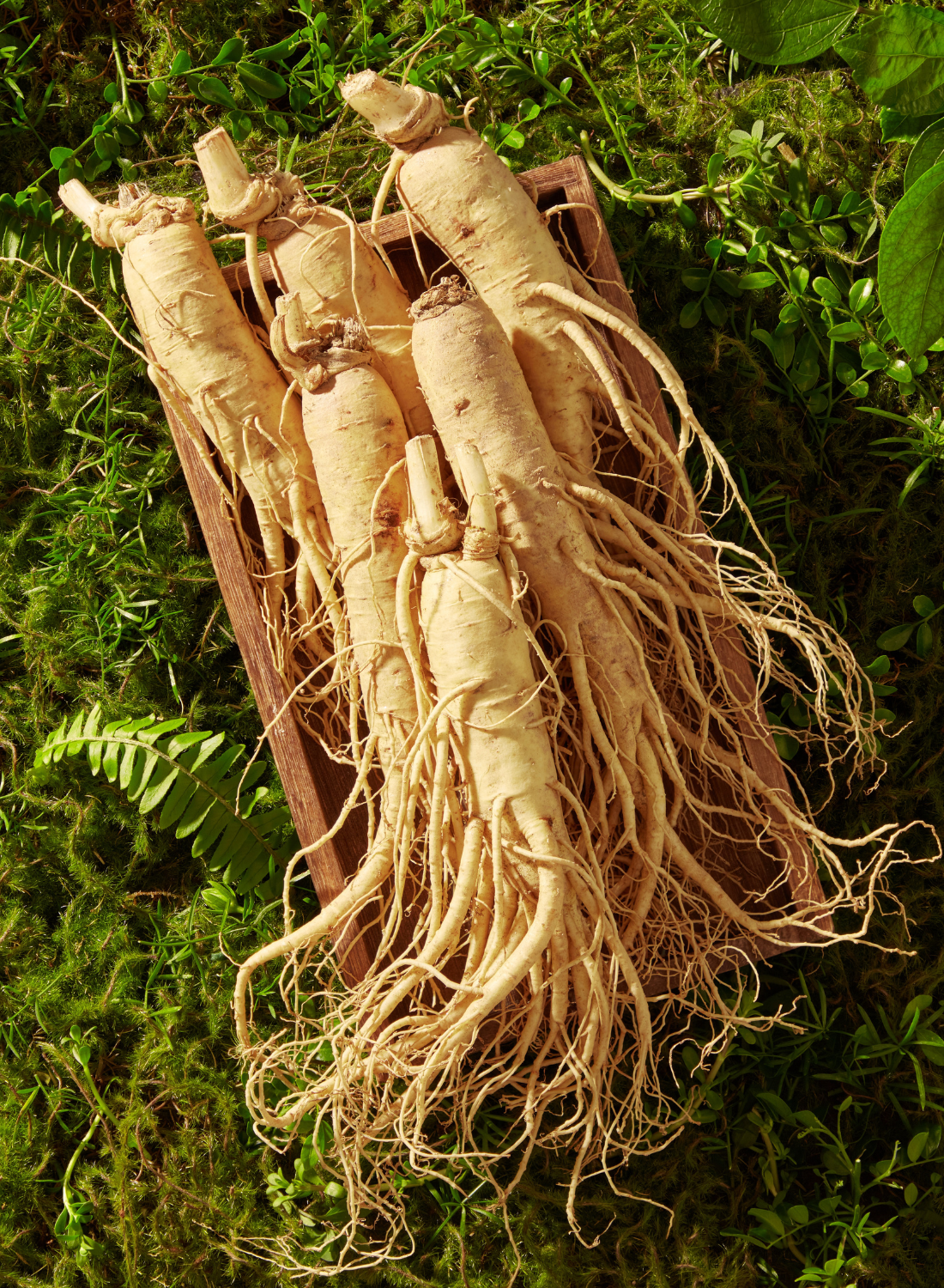 Panax Ginseng